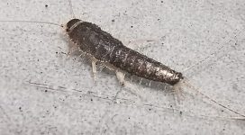 Silverfish Treatment