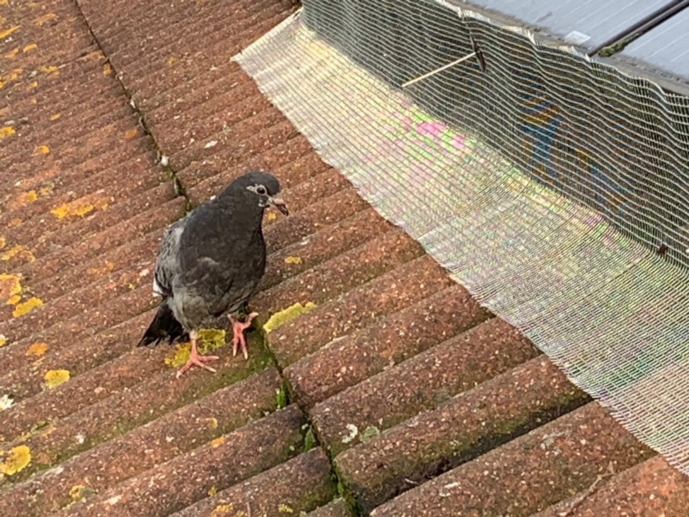 pigeon removed from under solar panel and solar panels then proofed