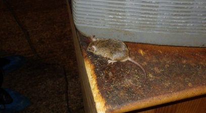 mouse | Bee swarm removal Kent