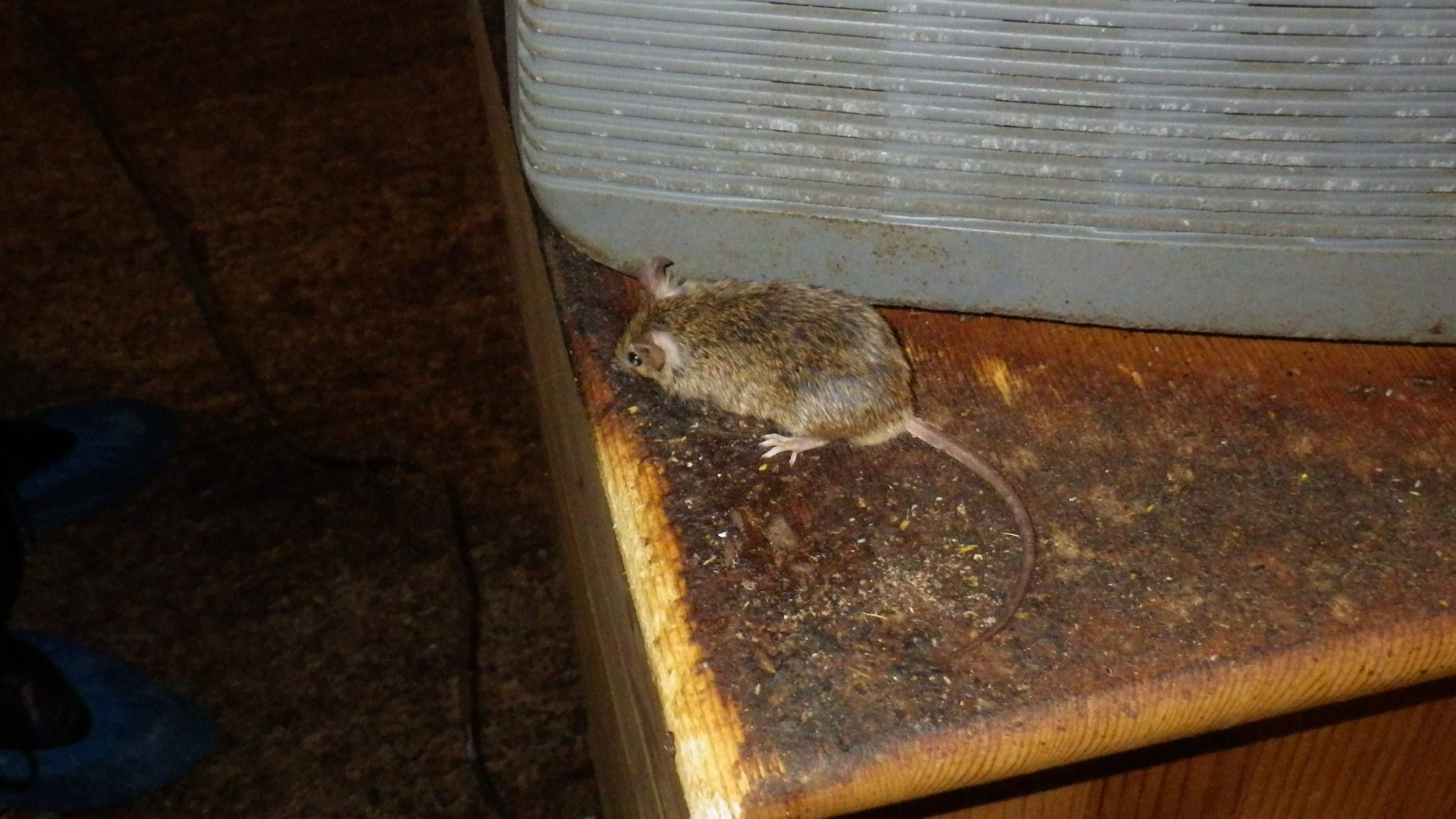 Mouse found in the loft, mouse removal treatment needed.