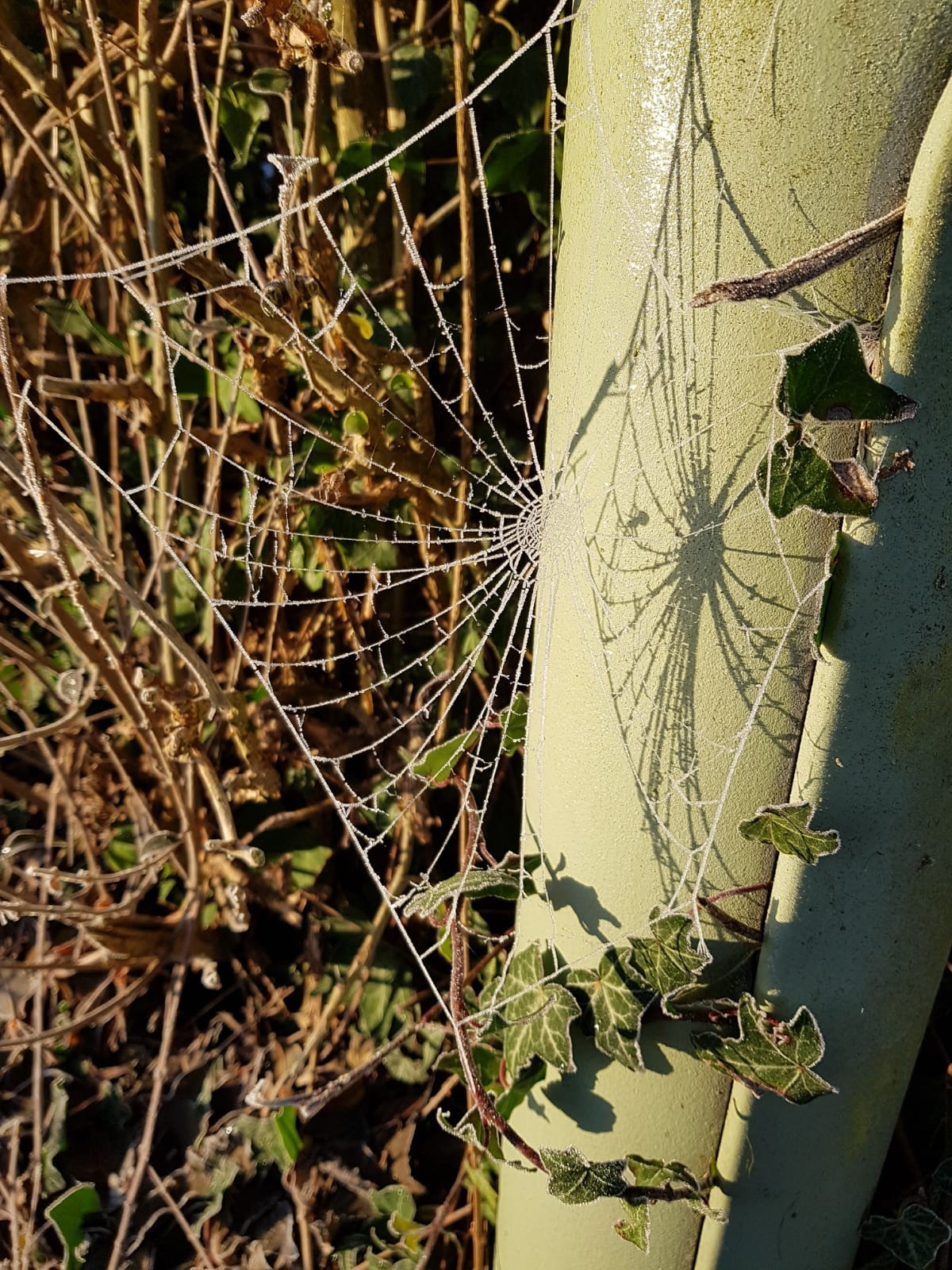 spider removal treatment