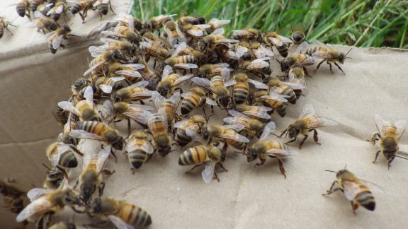 Honey bees ready to go into a hive