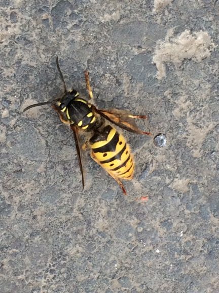 A wasp showing its bright yellow colouring to identify it.