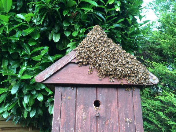 A honey bee swarm looking to home themselves in the bird box.