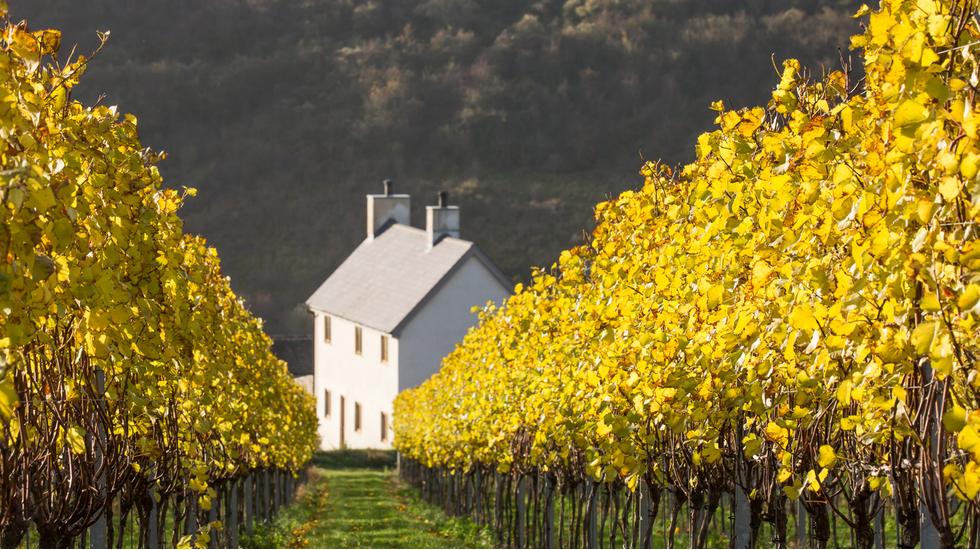 Rathfinny Wine Estate, Sussex, UK SUITCASE Magazine