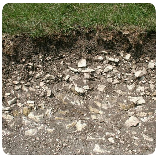 Plants for Soil over Chalk Archives Beardsworths Nurseries & Garden