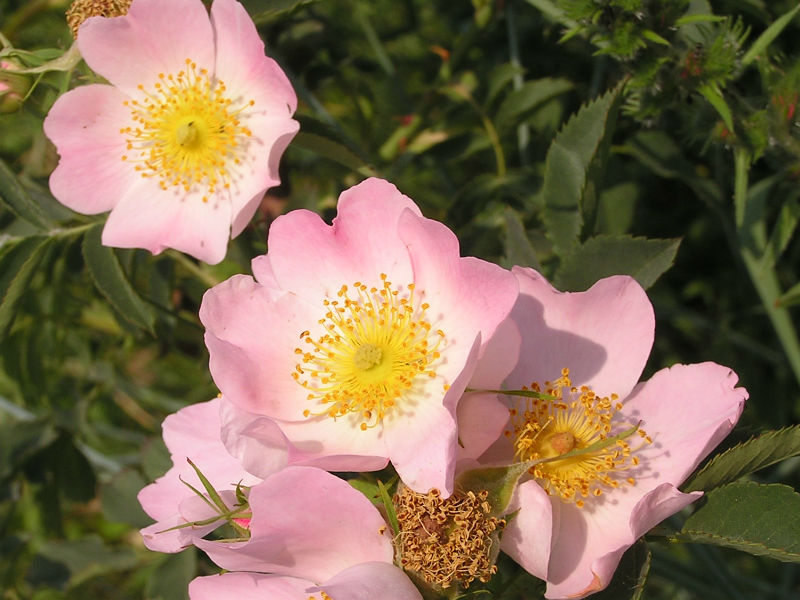 Dog Rose, 6090 Bare Root