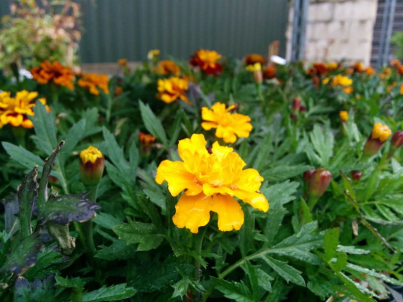 Summer Bedding Plants Available Now From Beardsworths