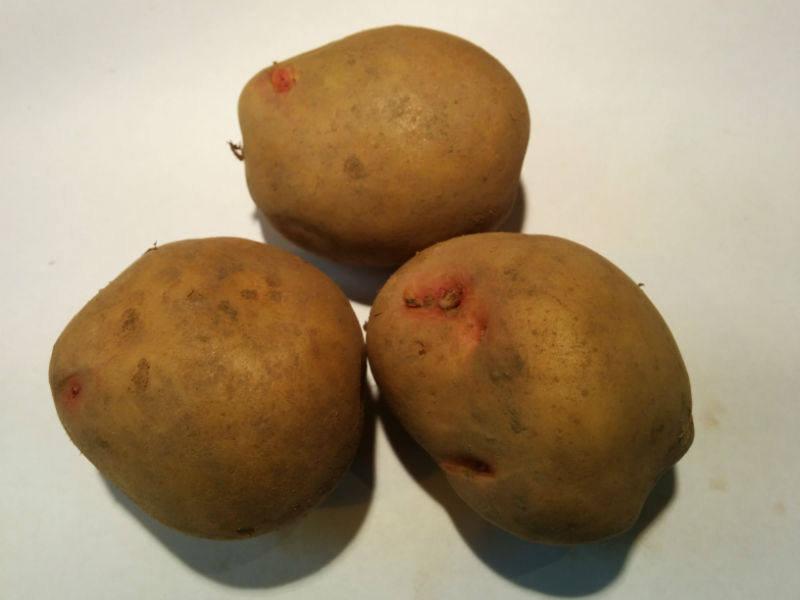 King Edward seed potatoes (20 tubers) From Beardsworths