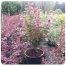 Berberis Atropurpurea