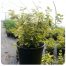 Euonymus Emerald and Gold