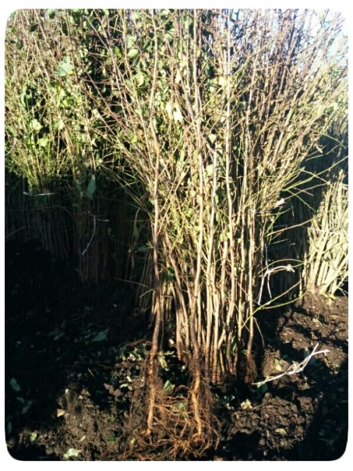 Blackthorn Hedging