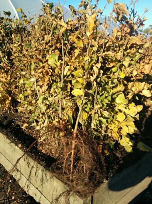 beech hedging