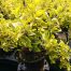 euonymus emerald and gold