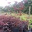 Pysocarpus Lady in Red