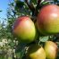 Kings Acre Pippin apple tree