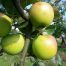 James Grieve apple tree