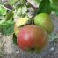 Bismarck apple tree
