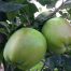 Howgate Wonder Apple Tree