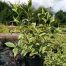 Weigela florida Variegata