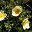 Potentilla Katherine Dykes flowers