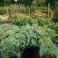 Juniperus Blue Carpet