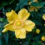 Hypericum Hidcote
