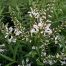 Hebe Spenders Seedling flowers