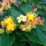Hypericum Magical Beauty