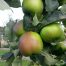 Apple Bramley