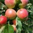 Apple Katy