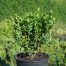 Buxus Hedging