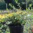 Spiraea Snowmound