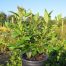Viburnum tinus