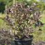 Weigela foliis Purpureis