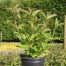 Weigela Bristol Ruby