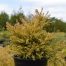 Lonicera Baggesens Gold