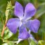 Vinca major Surrey Marble
