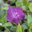Vinca minor Atropurpurea