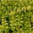 Lonicera pileata Golden Glow