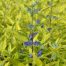 Caryopteris Worcester Gold