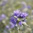 Caryopteris Heavenly Blue