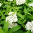 Spiraea Albiflora