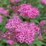 Spiraea Country Red