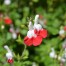 Salvia Hot Lips