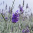 Lavender angustifolia