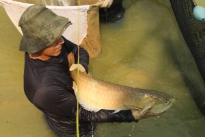 Amazonian dragon fish star in Chinese aquariums - China Dialogue