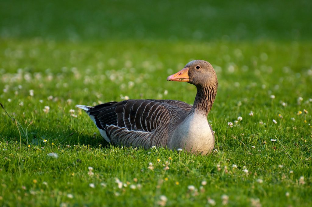 Second Bird Flu Case Confirmed In Northern Ireland Agriland co uk