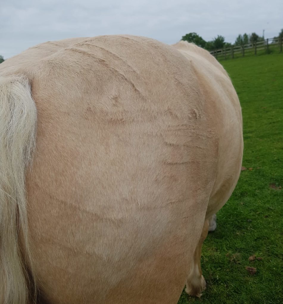 Colton family's pet ram killed in the field Agriland.co.uk