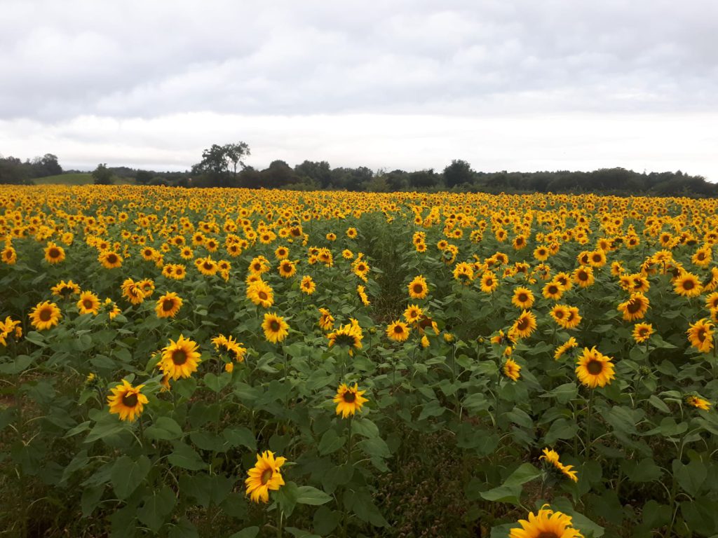 Northern Irish sunflower crop surprise regional attraction